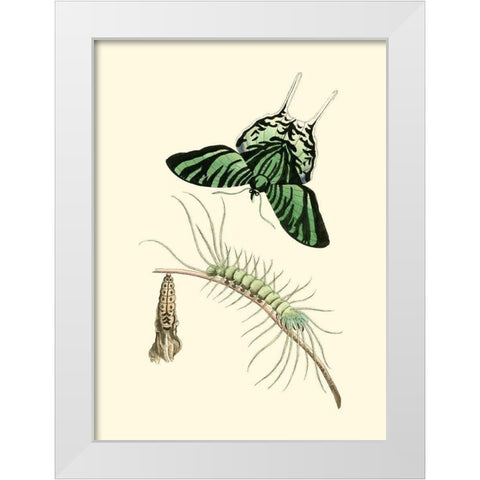 Butterfly Transformation II White Modern Wood Framed Art Print by Unknown