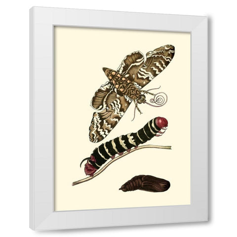 Butterfly Transformation III White Modern Wood Framed Art Print by Unknown