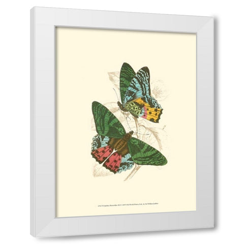Jardine Butterflies III White Modern Wood Framed Art Print by Jardine, Sir William