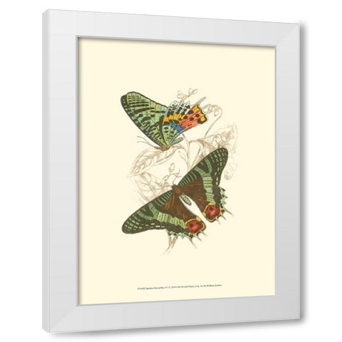 Jardine Butterflies IV White Modern Wood Framed Art Print by Jardine, Sir William