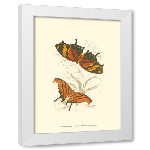 Jardine Butterflies V White Modern Wood Framed Art Print by Jardine, Sir William