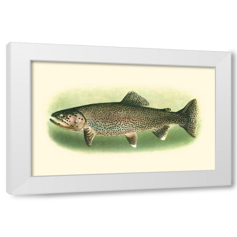 River Trout I White Modern Wood Framed Art Print by Unknown