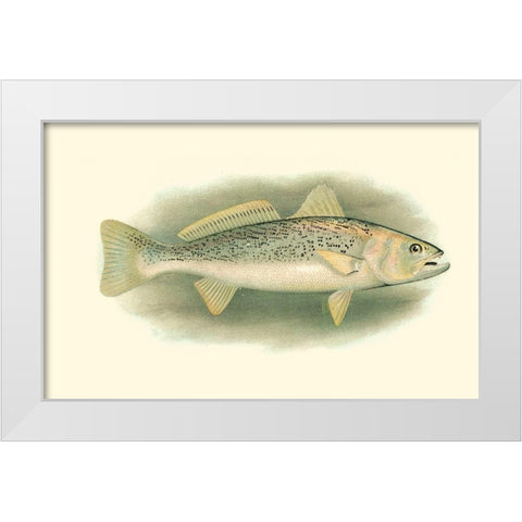 River Trout IV White Modern Wood Framed Art Print by Unknown