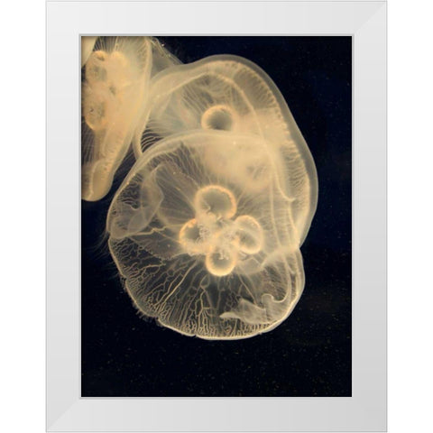 Graphic Jellyfish II White Modern Wood Framed Art Print by Vision Studio