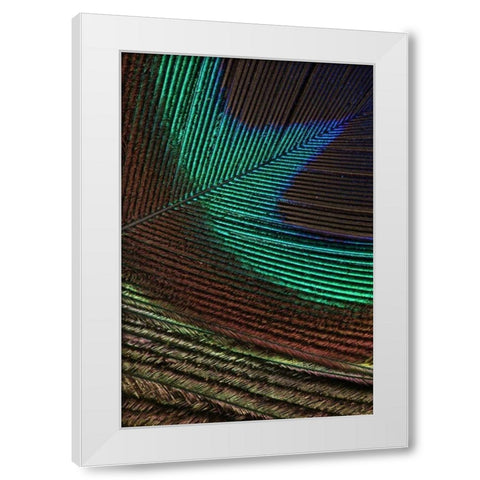 Peacock Feathers I White Modern Wood Framed Art Print by Vision Studio