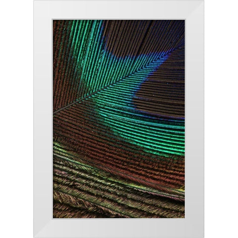 Peacock Feathers I White Modern Wood Framed Art Print by Vision Studio