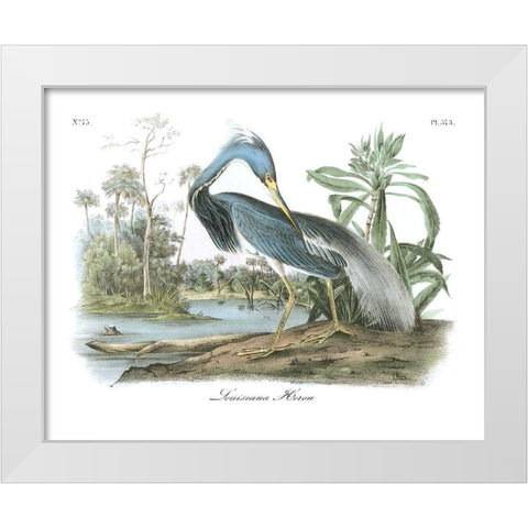Louisiana Heron White Modern Wood Framed Art Print by Audubon, John James