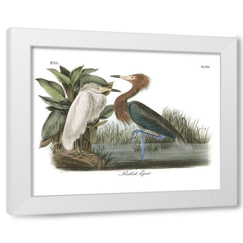 Reddish Egret White Modern Wood Framed Art Print by Audubon, John James