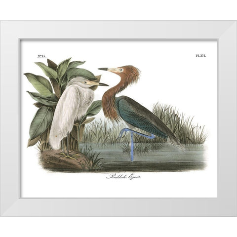 Reddish Egret White Modern Wood Framed Art Print by Audubon, John James