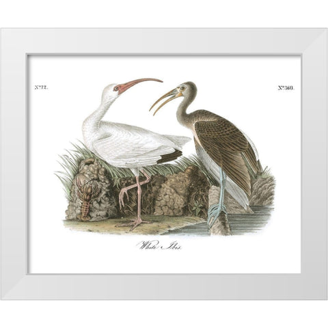 White Ibis White Modern Wood Framed Art Print by Audubon, John James