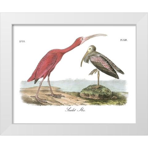 Scarlet Ibis White Modern Wood Framed Art Print by Audubon, John James