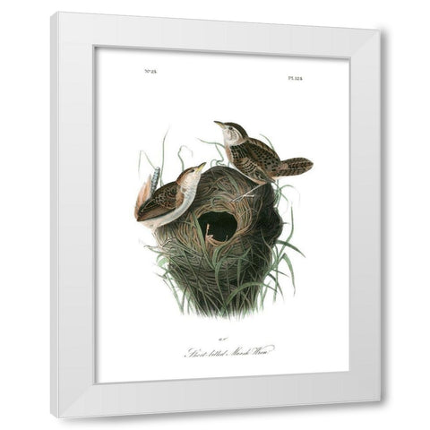 Short-billed Marsh Wren White Modern Wood Framed Art Print by Audubon, John James