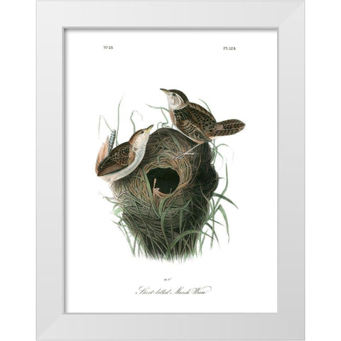 Short-billed Marsh Wren White Modern Wood Framed Art Print by Audubon, John James