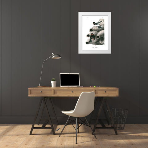 Cliff Swallow White Modern Wood Framed Art Print by Audubon, John James