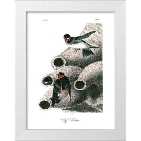 Cliff Swallow White Modern Wood Framed Art Print by Audubon, John James