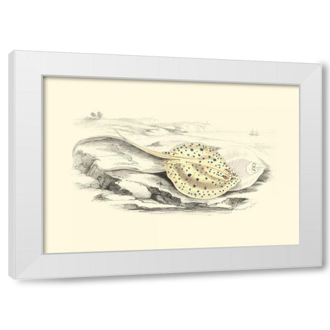 Lizars Stingray I White Modern Wood Framed Art Print by Lizars, W.H.