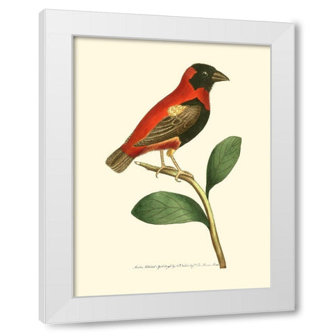 Crimson Birds I White Modern Wood Framed Art Print by Nodder, Frederick P.