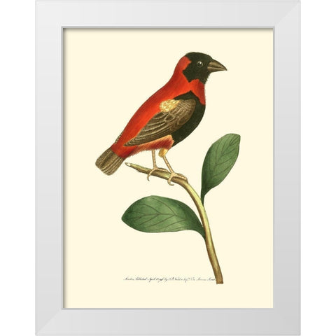Crimson Birds I White Modern Wood Framed Art Print by Nodder, Frederick P.
