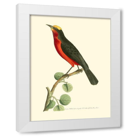 Crimson Birds II White Modern Wood Framed Art Print by Nodder, Frederick P.