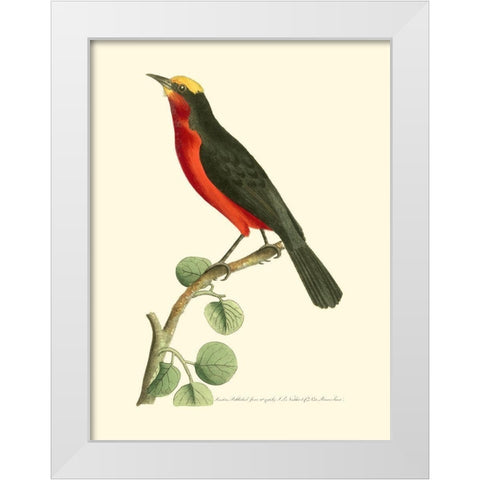 Crimson Birds II White Modern Wood Framed Art Print by Nodder, Frederick P.
