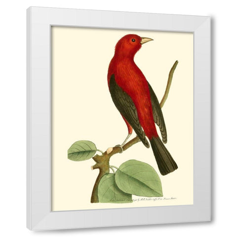 Crimson Birds III White Modern Wood Framed Art Print by Nodder, Frederick P.