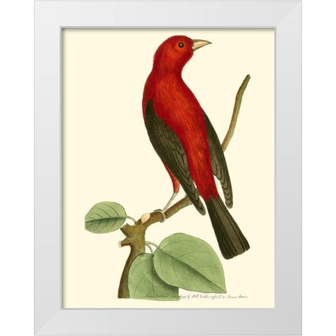 Crimson Birds III White Modern Wood Framed Art Print by Nodder, Frederick P.