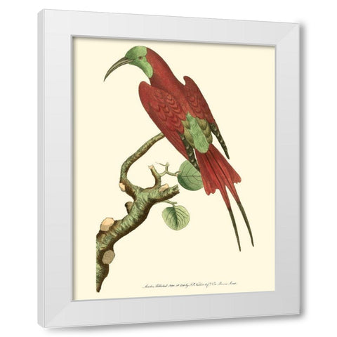 Crimson Birds IV White Modern Wood Framed Art Print by Nodder, Frederick P.