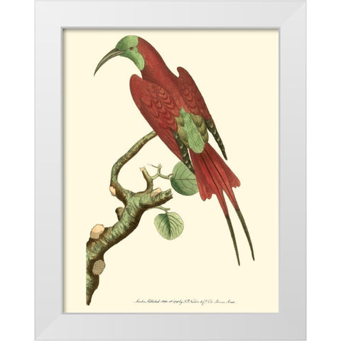 Crimson Birds IV White Modern Wood Framed Art Print by Nodder, Frederick P.