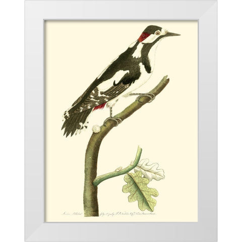 Crimson Birds V White Modern Wood Framed Art Print by Nodder, Frederick P.