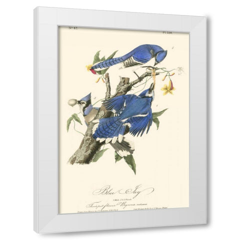 Audubon Blue Jays White Modern Wood Framed Art Print by Audubon, John James