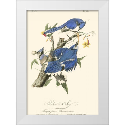 Audubon Blue Jays White Modern Wood Framed Art Print by Audubon, John James