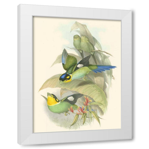 Small Birds of Tropics I White Modern Wood Framed Art Print by Gould, John