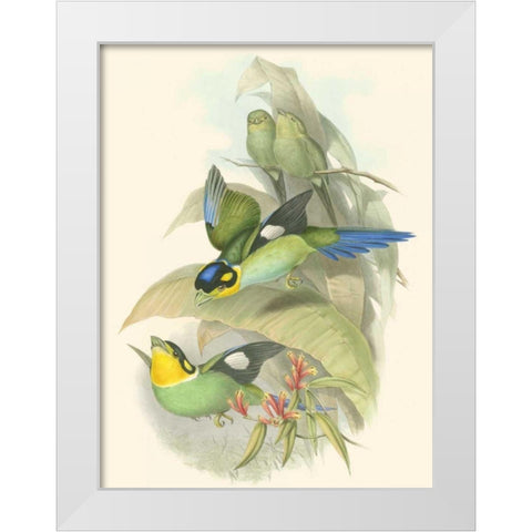 Small Birds of Tropics I White Modern Wood Framed Art Print by Gould, John