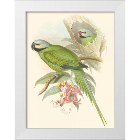 Small Birds of Tropics II White Modern Wood Framed Art Print by Gould, John