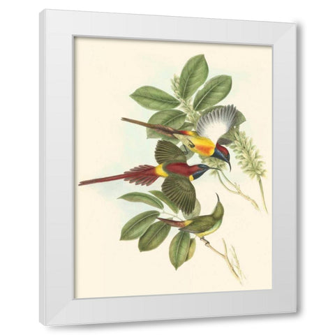 Small Birds of Tropics III White Modern Wood Framed Art Print by Gould, John