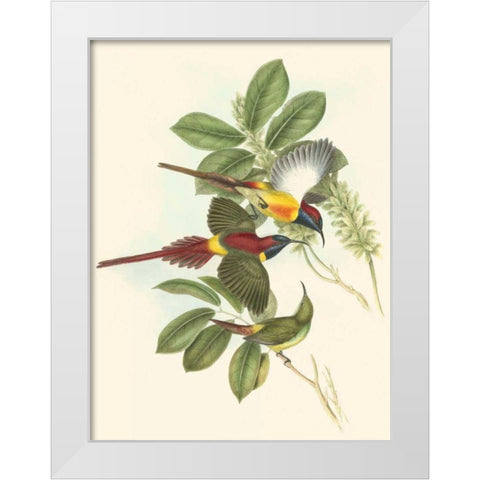 Small Birds of Tropics III White Modern Wood Framed Art Print by Gould, John