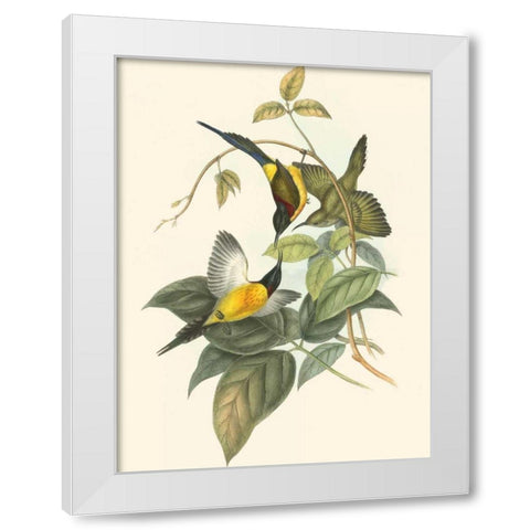 Small Birds of Tropics IV White Modern Wood Framed Art Print by Gould, John
