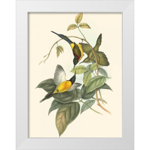 Small Birds of Tropics IV White Modern Wood Framed Art Print by Gould, John
