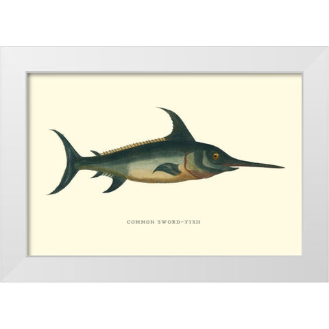 Common Sword-Fish White Modern Wood Framed Art Print by Vision Studio