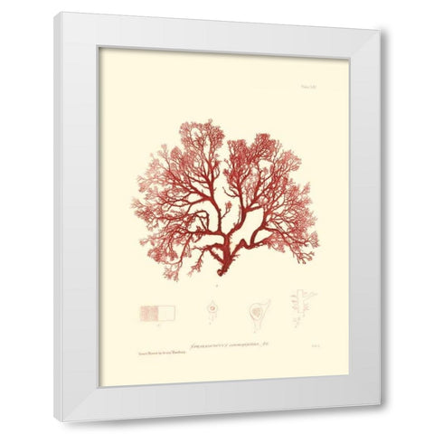 Nature Print in Coral II White Modern Wood Framed Art Print by Vision Studio