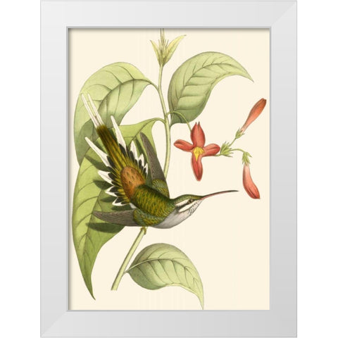 Delicate Hummingbird I White Modern Wood Framed Art Print by Vision Studio