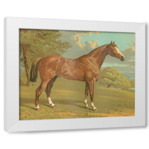 Cassells Thoroughbred I White Modern Wood Framed Art Print by Cassel