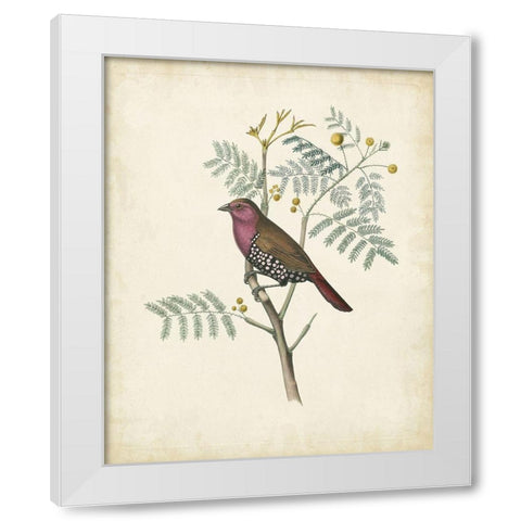 Delicate Birds II White Modern Wood Framed Art Print by Unknown