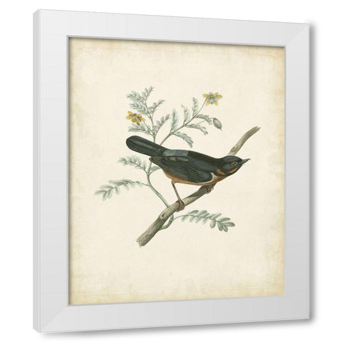 Delicate Birds III White Modern Wood Framed Art Print by Unknown