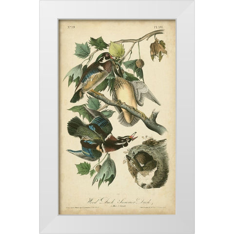 Audubon Wood Duck White Modern Wood Framed Art Print by Audubon, John James