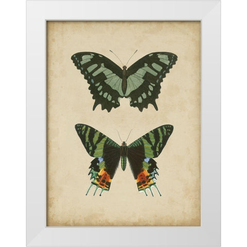 Antique Butterfly Pair II White Modern Wood Framed Art Print by Vision Studio