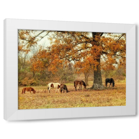 Calmly Grazing White Modern Wood Framed Art Print by Head, Danny