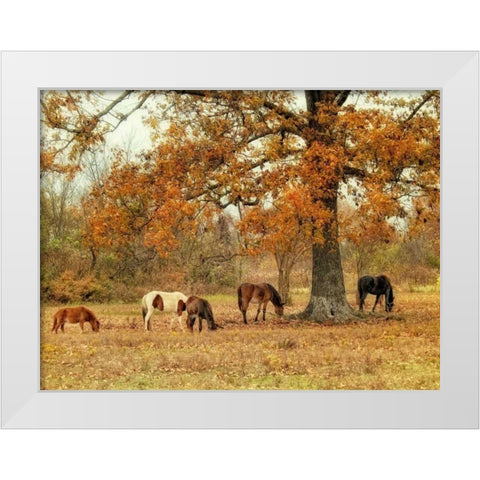 Calmly Grazing White Modern Wood Framed Art Print by Head, Danny