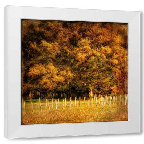 Fence Row White Modern Wood Framed Art Print by Head, Danny
