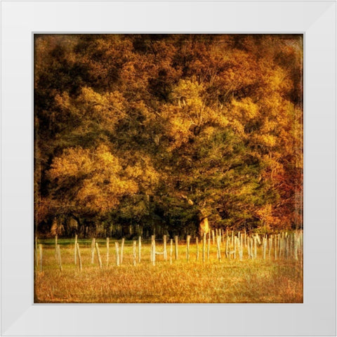 Fence Row White Modern Wood Framed Art Print by Head, Danny